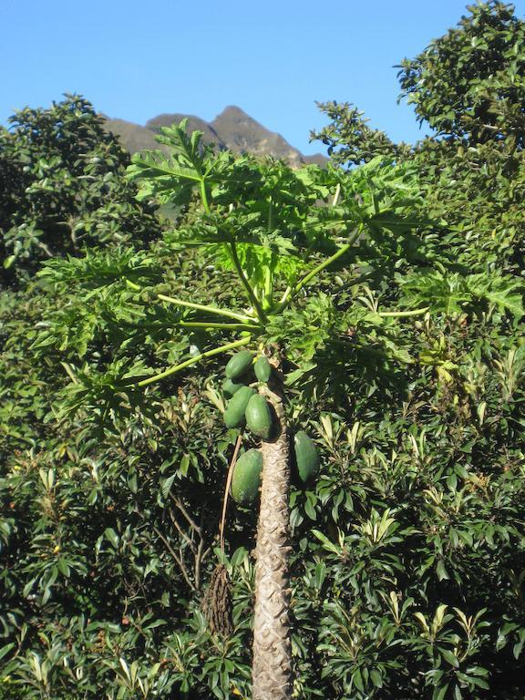 Casa Madre Tierra Otel Vilcabamba Dış mekan fotoğraf